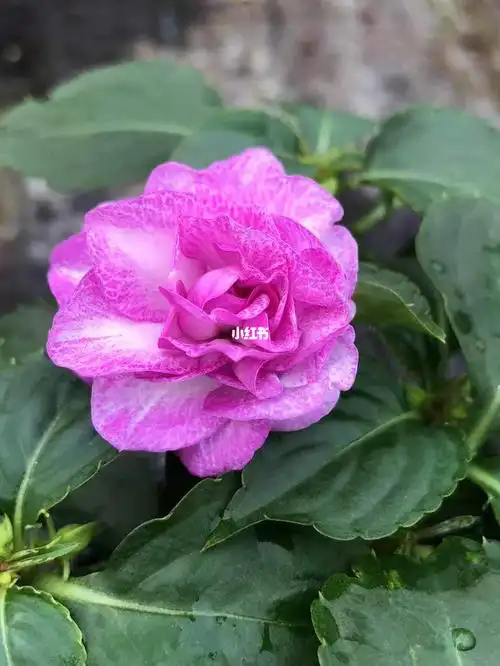 笔记灵感  #阳台花园  #我的阳台花园  #重瓣凤仙