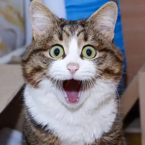 搞笑又可爱表情管理太牛了这位"喵界表情帝"的带着全新沙雕表情包又来