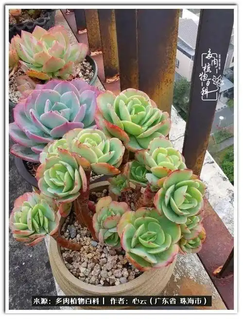 多肉品种海海,我偏爱它们之大叶系列!|白凤|雪莲|桃花|白莲|多肉植物|