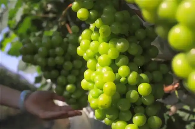 various fruits waiting for you to pick in guangdong this summer