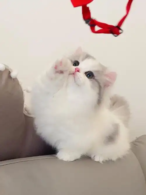 银白三花米努特矮脚