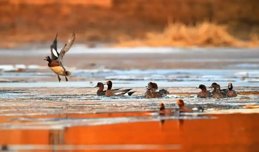 我读给你听第415期运动男孩朗读分不清是鸭还是霞