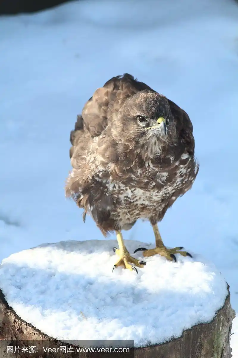 小金雕在树干上