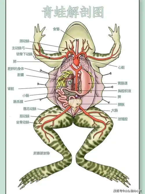 青蛙解剖图7.草原角蛙,哥伦比亚角蛙,厄瓜多角蛙等.
