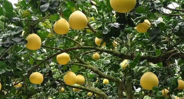 柚子树是常绿乔木,叶子大且厚,通常会在春季的四