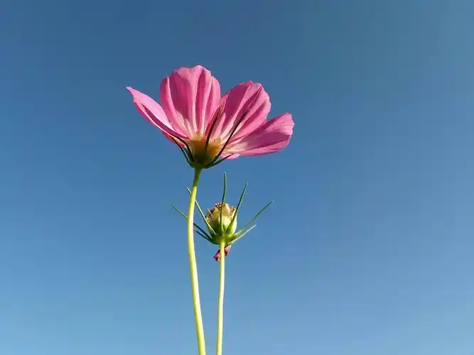 实拍蓝天下的格桑花