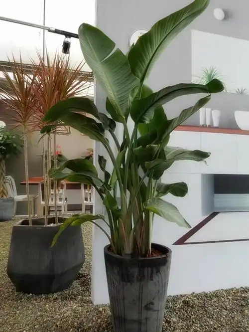 室内大型盆栽观叶植物 幸福树 发财树客厅绿植办公室净化空气包邮室内