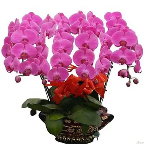 微信头像蝴蝶兰_壁纸_第7页