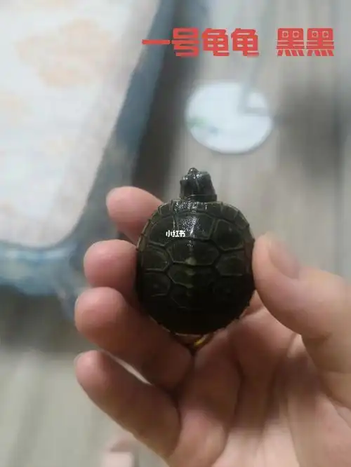 第一次养龟龟,五只巴西龟龟,老大叫黑黑,老二缺缺,老三花花,老四菱菱