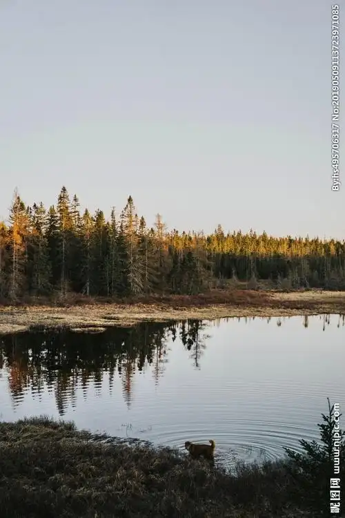 湖面的倒影图片