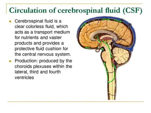 the meninges and blood vessels of brain and spinal cord