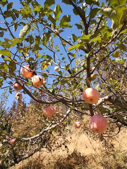 金色的秋天,收获的季节