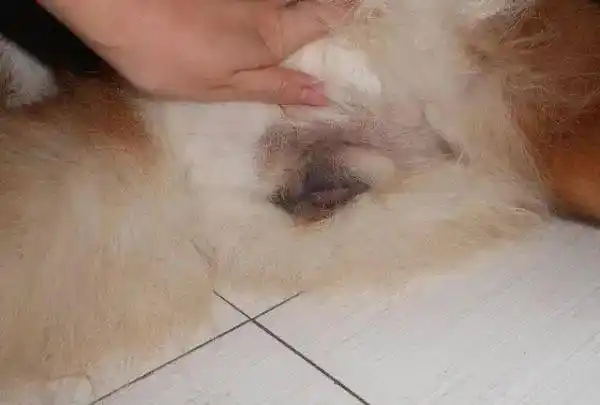 没毛母狗桃子高清图片_狗狗