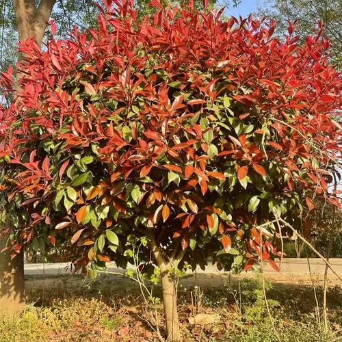 红叶石楠树苗庭院绿化苗红叶石楠球常青绿篱植物石楠苗景观树别墅