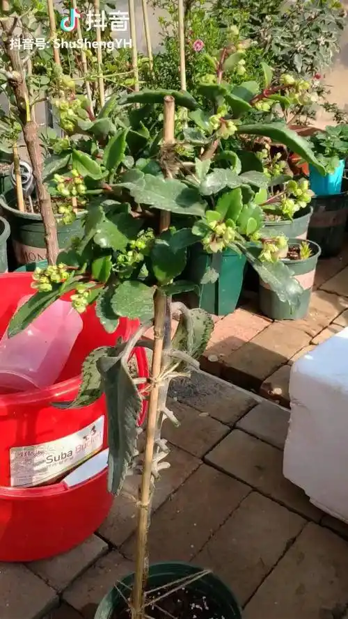 用落地生根嫁接长寿花长势旺盛开花多再也不怕养不好长寿花了落地生根