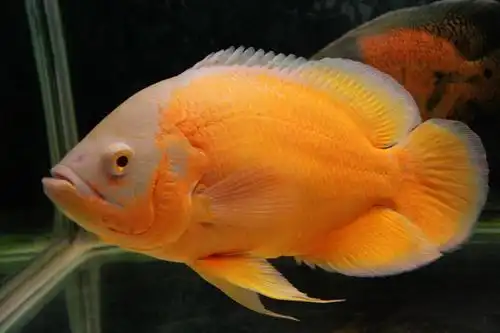 地图鱼是热带鱼中体形较大的一种鱼