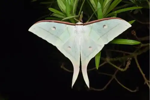 这是那种蝴蝶?是伊莎贝拉蝶吗?这有毒吗?我还是第一次见