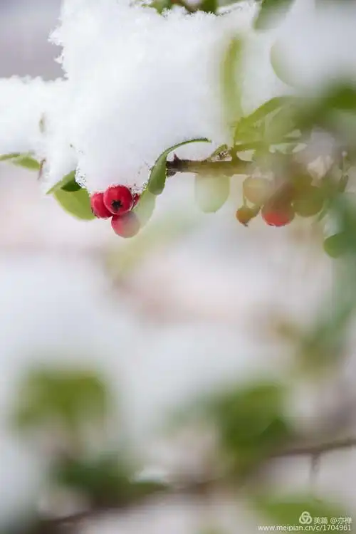 蚬河《水墨雪》