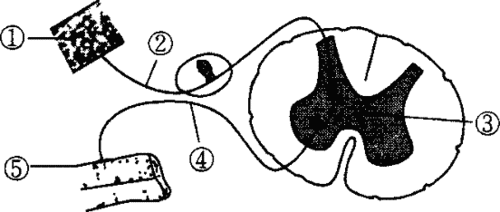 下图为反射弧的模式图,请据图回答:([ ]内填序号) (1)反射弧是由