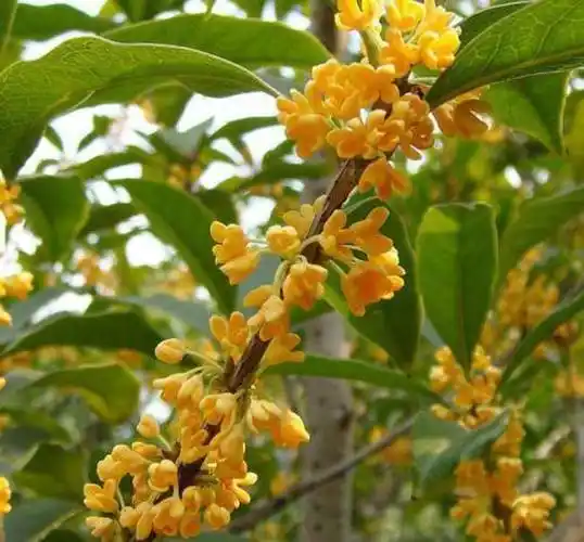 何须浅碧深红,自是花中第一流:桂花为何能受到古人文人墨客喜爱_象征