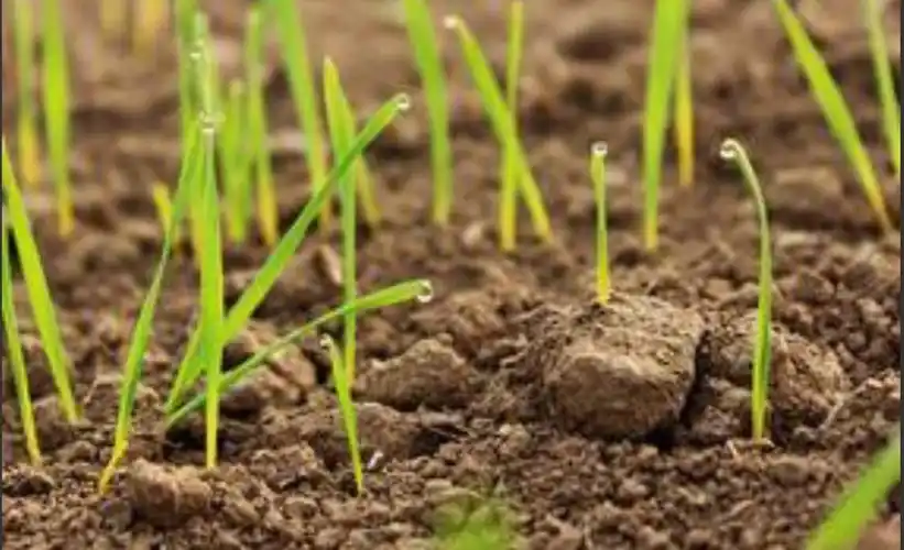 我眼中最美的春天 五(6)班 张竞丹