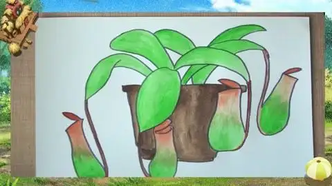 忘却忧伤猪笼草: 忘却忧伤猪笼草