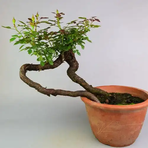 盆- 热门商品专区