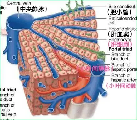 我为亲爱的肝脏代言5