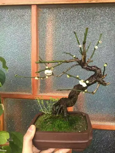 盆景梅花实拍朱砂梅绿乌梅造型树桩盆栽白梅花花卉