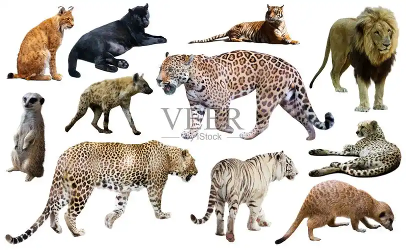 一群野生哺乳动物被隔离在白色之上照片摄影图片