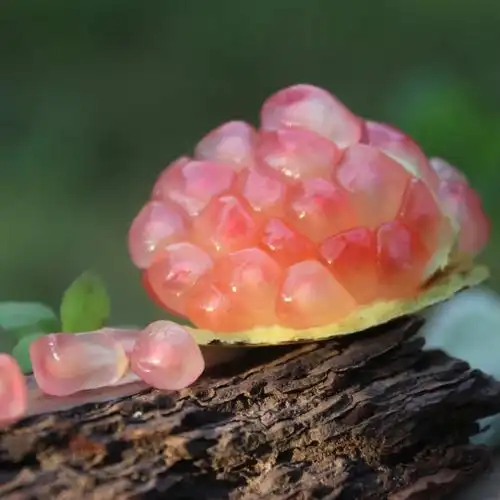 丑丑掌柜中果云南老树禄籽石榴5斤清甜风味石榴