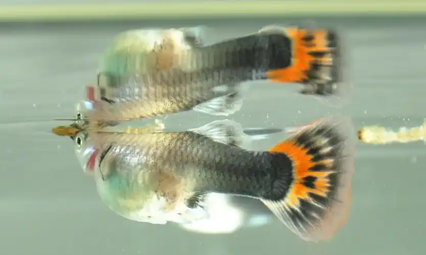 帮忙看看我的鱼是怀孕了吗前两天下了两粒卵淡黄色的还能生小鱼不