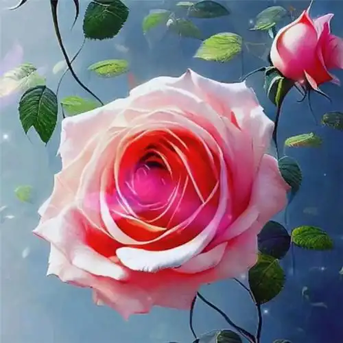 玫瑰花图片唯美头像