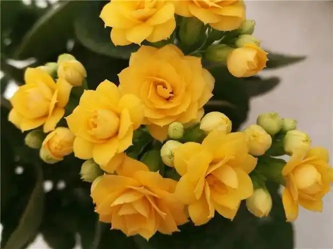 80个长寿花品种(全都美极了,只养1盆真的不够) - 彝家农业网