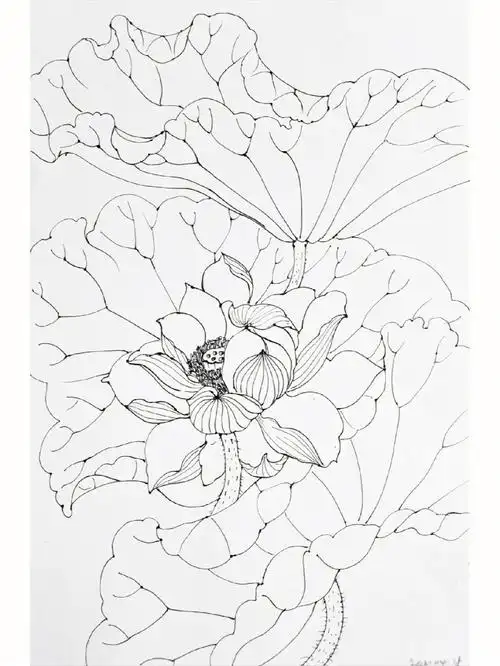 用钢笔练习画白描荷花不同时期的状态