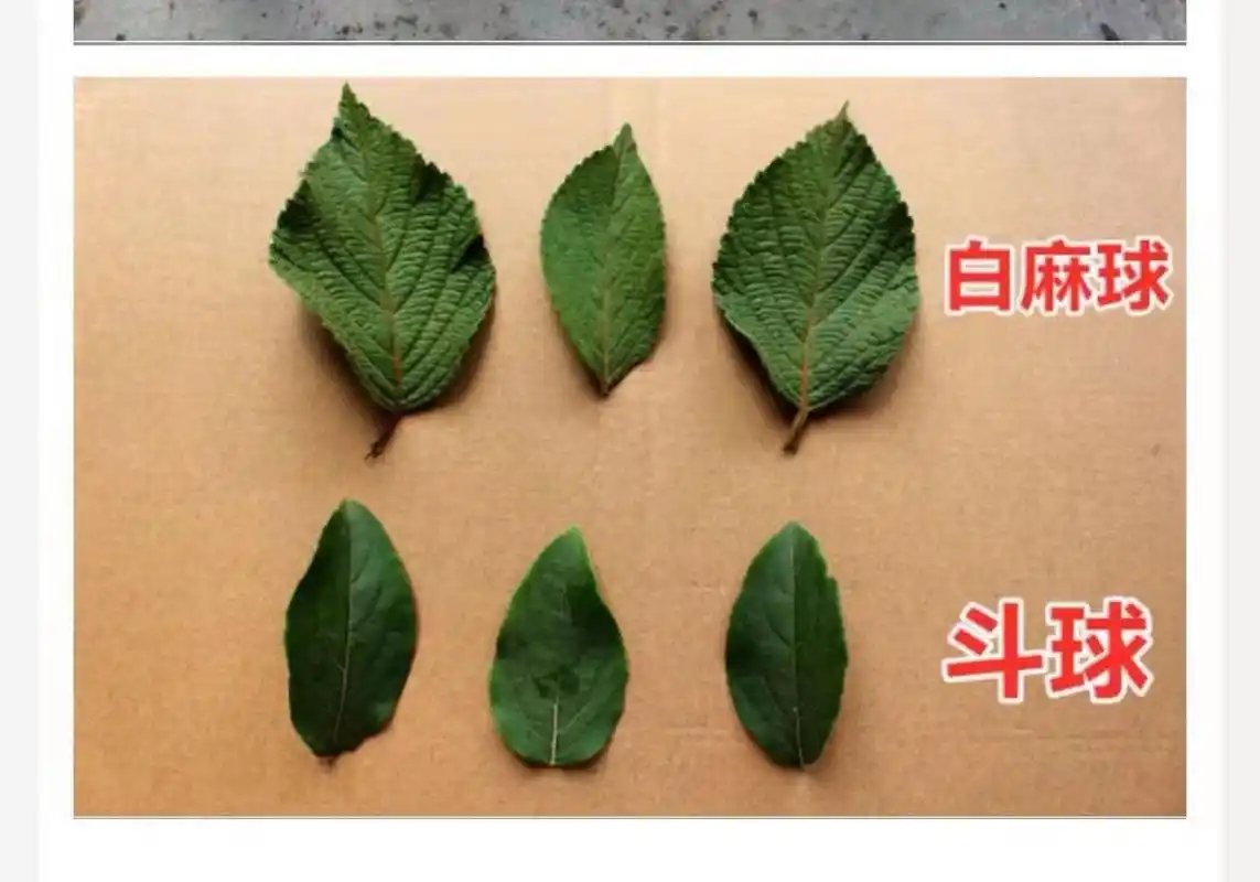 中华木绣球斗球和麻球叶子区别 中华木绣球斗球和麻球叶子区别