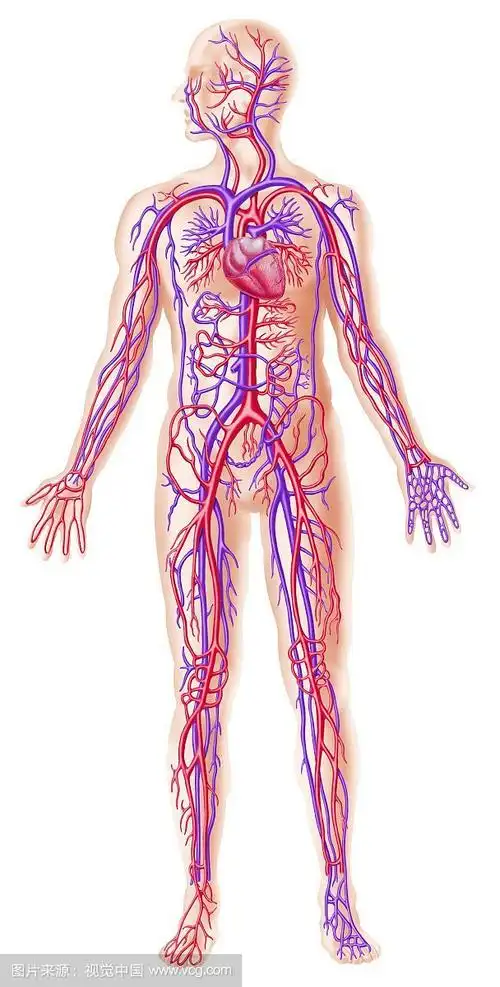 脚背受伤须从手背输液液体要经过那些静脉血管才能到脚背
