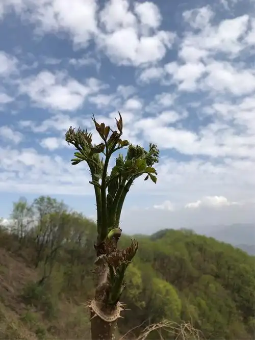 树上的鱼(刺嫩芽)