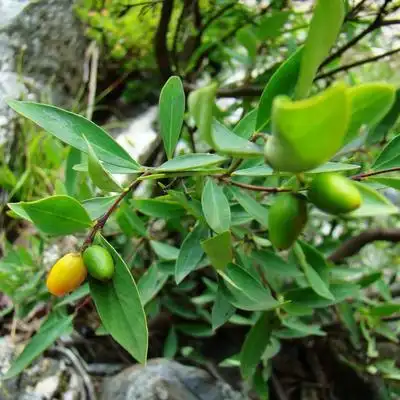 【中草药科普】了哥王:取根久煎服,可治肺.