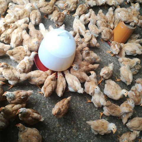 九斤黄鸡几个月开始下蛋怎么饲养产蛋多?