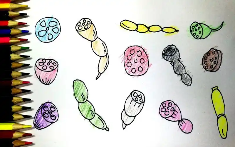 如何画各种各样的莲藕 简笔画 涂鸦填色