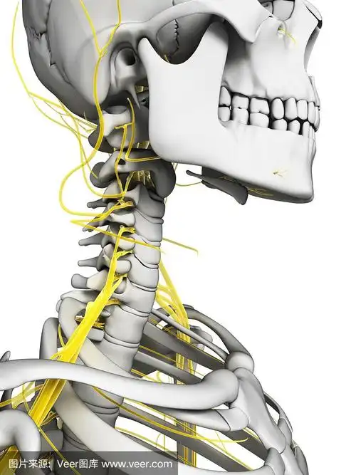 颈部神经