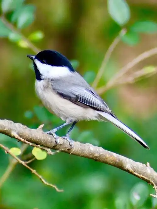 黑顶山雀是最最忙碌的小小鸟,整天飞来飞去,很少停留,难怪他们寿命不