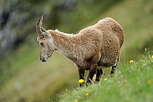 山羊图片_山羊图片大全_山羊图片素材