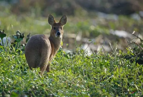 香樟国家二级保护动物