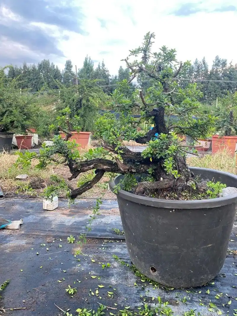 云南特有精品铁马鞭 铁马鞭盆景造型艺术作品,树龄已有百年,沧桑古仆