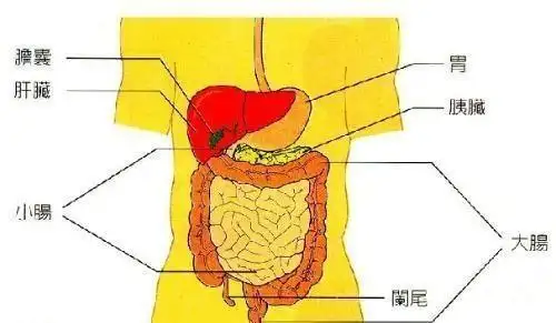 首先,我们的胃分为:幽门部,胃窦部,胃体部,贲门部,胃底部,而我们饮食