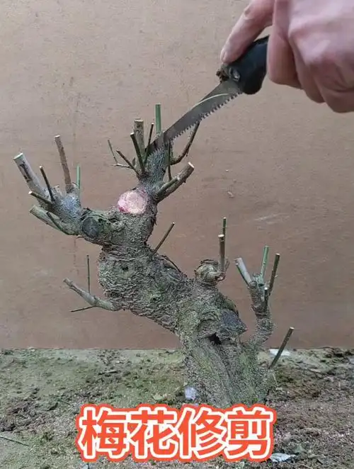梅花桩盆景修剪日常,一个解压且养心性的过程