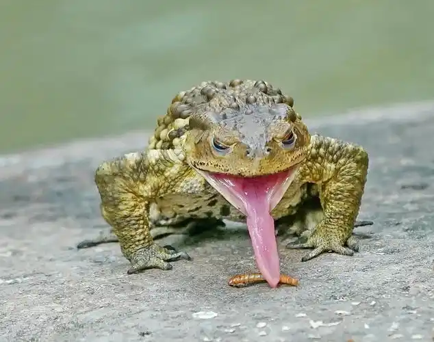 毒腺中会分泌一种有毒的白色浆液,这些毒液就是蟾蜍自保的重要武器