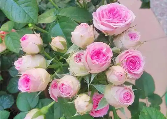 嫩嫩的粉也要多开花——粉色多头_月季资讯_月季资讯_月季帮-月季网